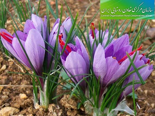 سود میلیاردی تعاون روستایی از زعفران با عنوان خرید حمایتی