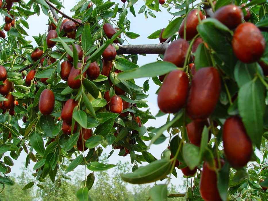 درمان سرماخوردگی با یک دمنوش گیاهی شفابخش