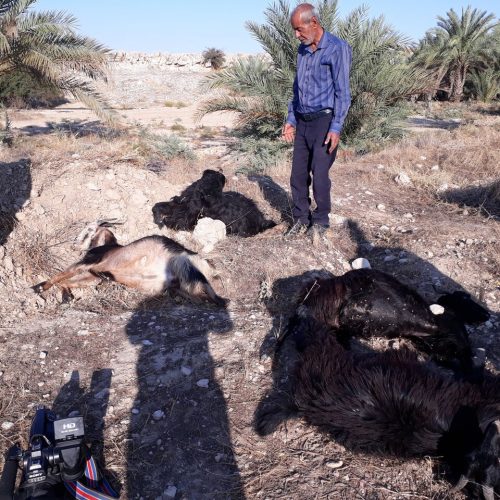 ادامه مرگ و میر سریالی و مشکوک دامها در استان فارس: مرگ ۳۵ راس دام در خنج