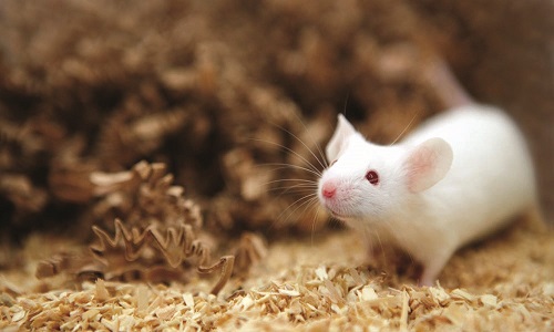 در یک پدیده نادر: موش های نر چینی زایمان کردند