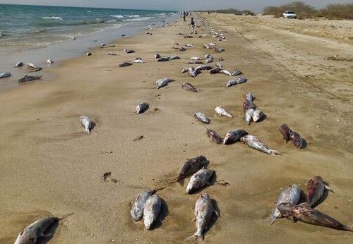 علت مشاهده لاشه گربه ماهی‌ها در ساحل مقسای جاسک
