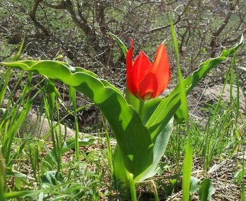 قهرمانی که حتی یک عکس برای انتشار نداشت