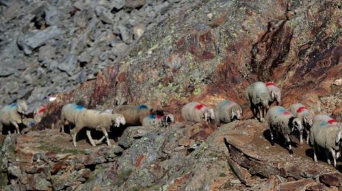 مرگ گله ای ۱۶۰ راس دام در شهرستان کلات